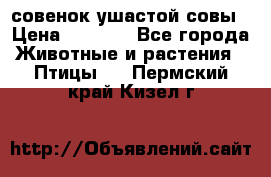 совенок ушастой совы › Цена ­ 5 000 - Все города Животные и растения » Птицы   . Пермский край,Кизел г.